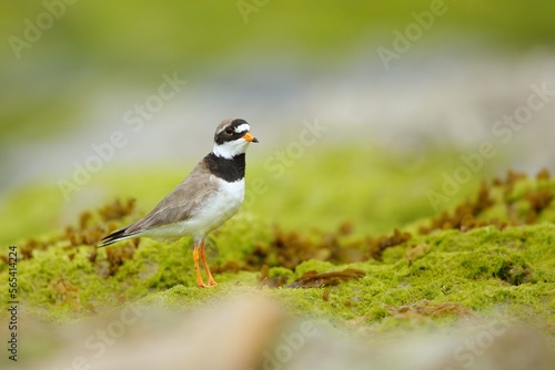 The common ringed plover or ringed plover (Charadrius hiaticula) with green background and super soft light, Shetland Islands, Kulík Písečný 