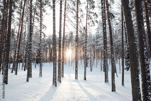 snowy nature forest in snow big trees beautiful snow winter