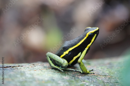 Magnificent Three striped Poison Arrow Frog (Ameerega trivittata, Dendrobatidae family) is a small green and black frog with yellow stripes. Amazon rainforest near Balbina, Northern Brazil.