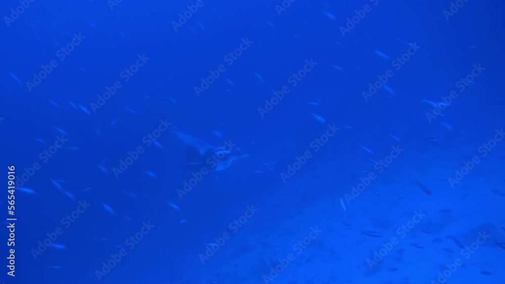 Gigantic Black Oceanic Manta Ray and fish floating on a background of blue water in search of plankton looking for food. Underwater scuba diving in Maldives. Gigantic Black Oceanic Manta Ray and fish floating on a background of blue water in search of plankton looking for food. Underwater scuba diving in Maldives.