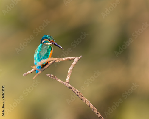 A Common Kingfisher looking down from a tree
