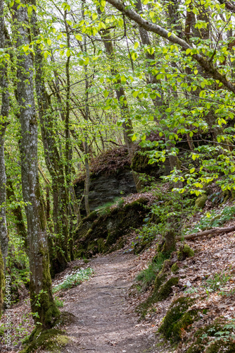 Un chemin dans les bois luxembourgeois