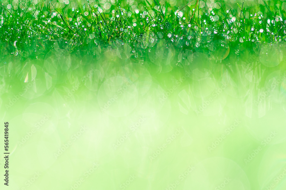 Fototapeta premium soczysta zielona trawa z rosą jako tło projektu