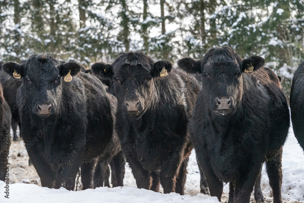 Fototapeta premium 3 young black angus heifers outside in winter pasture field in quebec canada