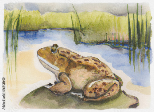 Tela Peaceful watercolor painting of a toad sitting on a water lily pad at a tranquil pond