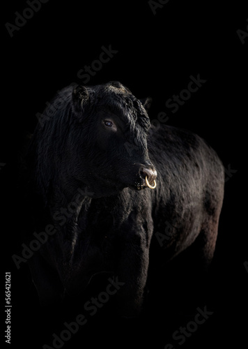 Beautiful black angus bull with nose ring on black background
