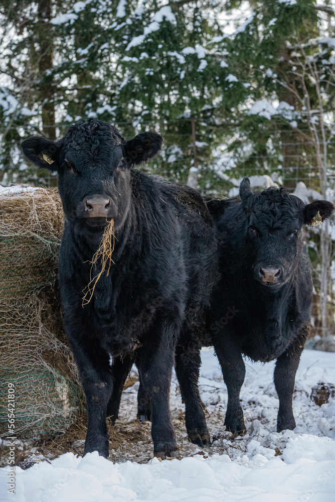 Fototapeta premium Young black angus heifer eating hay in winter pasturev