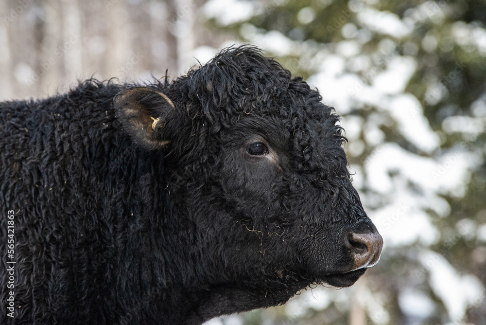 Fototapeta premium Young black angus bull outside in winter pasture