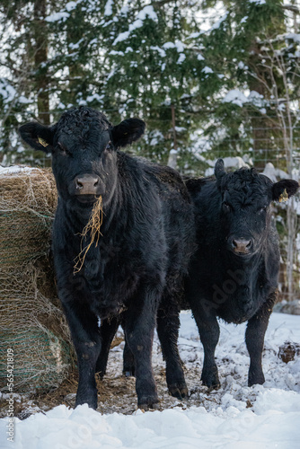 Wallpaper Mural Young black angus heifer eating hay in winter pasturev Torontodigital.ca