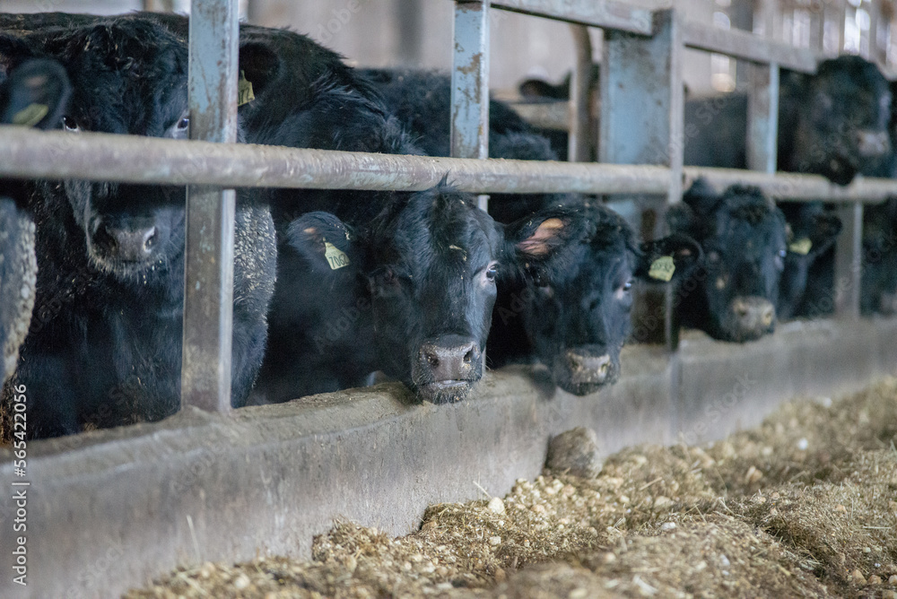 custom made wallpaper toronto digitalYoung Wagyu cow inside a barn