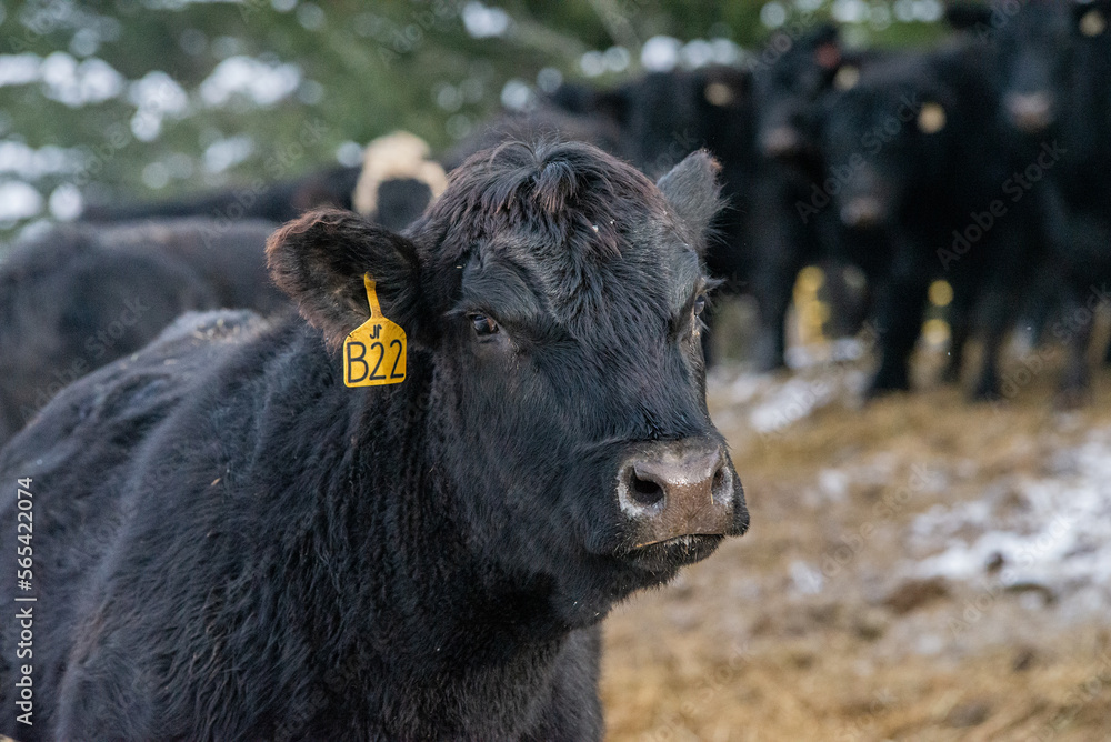 Hairy curious black angus cow outside in winter pasture Hairy curious black angus cow outside in winter pasture