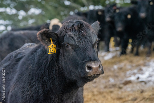 Hairy curious black angus cow outside in winter pasture