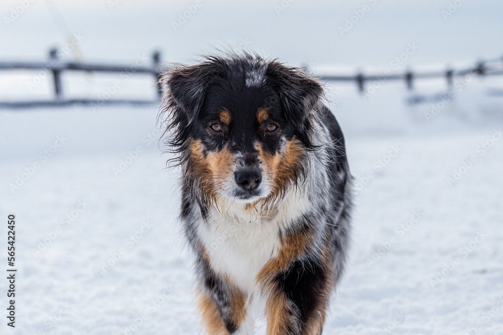 Australian shepherd dog outside in winter Australian shepherd dog outside in winter