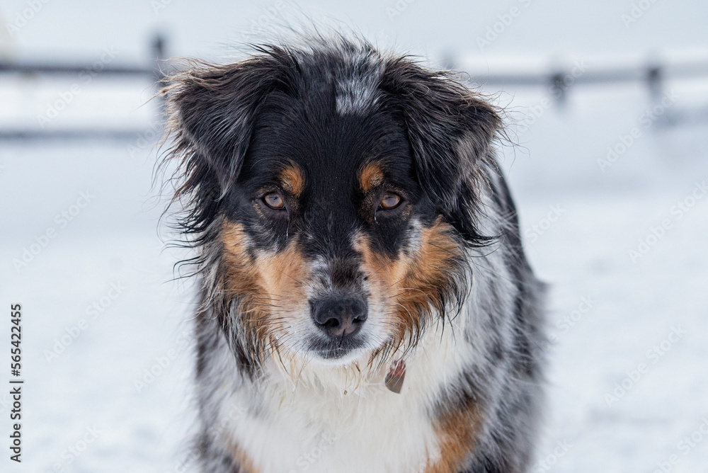 Australian shepherd dog outside in winter Australian shepherd dog outside in winter