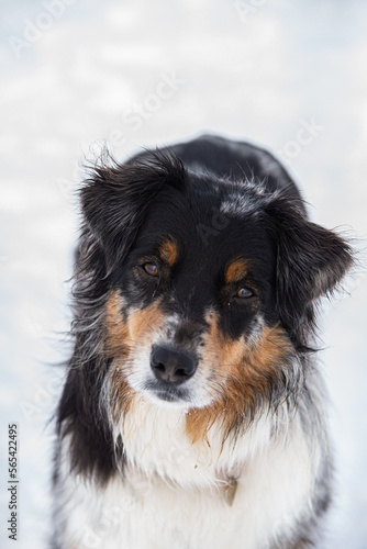 Australian shepherd dog outside in winter