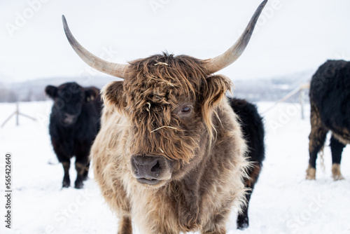 Close up on a highland cow in winter pasture