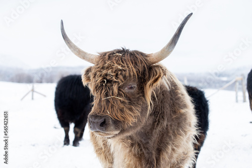 Close up on a highland cow in winter pasture