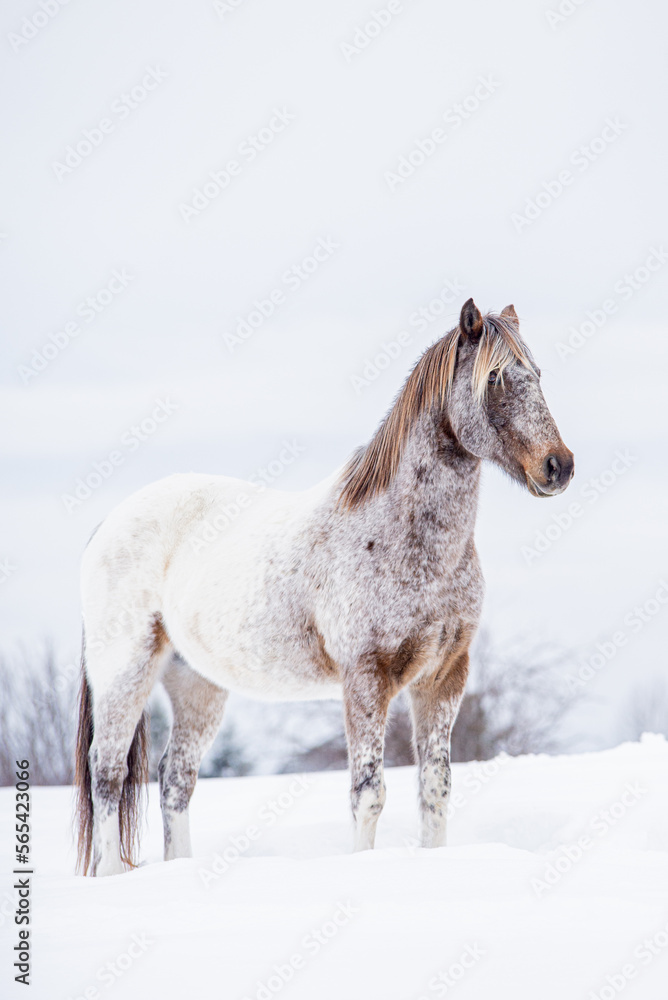 Appaloosa horse running and standing in snow in winter field of quebec canada Appaloosa horse running and standing in snow in winter field of quebec canada