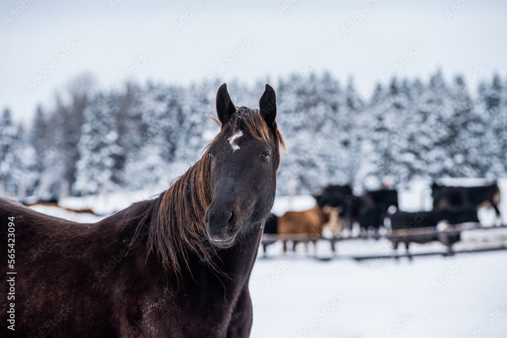 Close up on a black horse in foreground and herd of cattle in winter pasture in background Close up on a black horse in foreground and herd of cattle in winter pasture in background