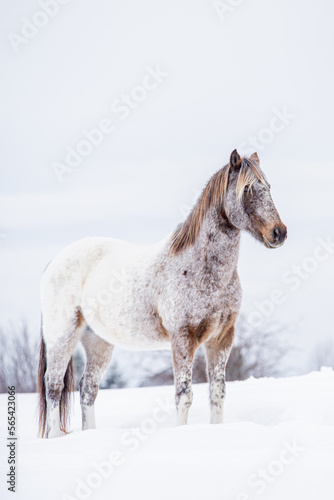 Appaloosa horse running and standing in snow in winter field of quebec canada © Beatrice