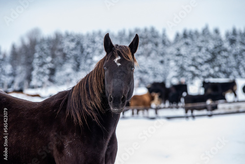 Close up on a black horse in foreground and herd of cattle in winter pasture in background