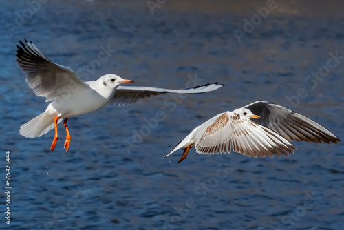 White and gray feathered gulls in flight with open wings over blue sky. acuatic birds. small birds. Close-up of a seagull.