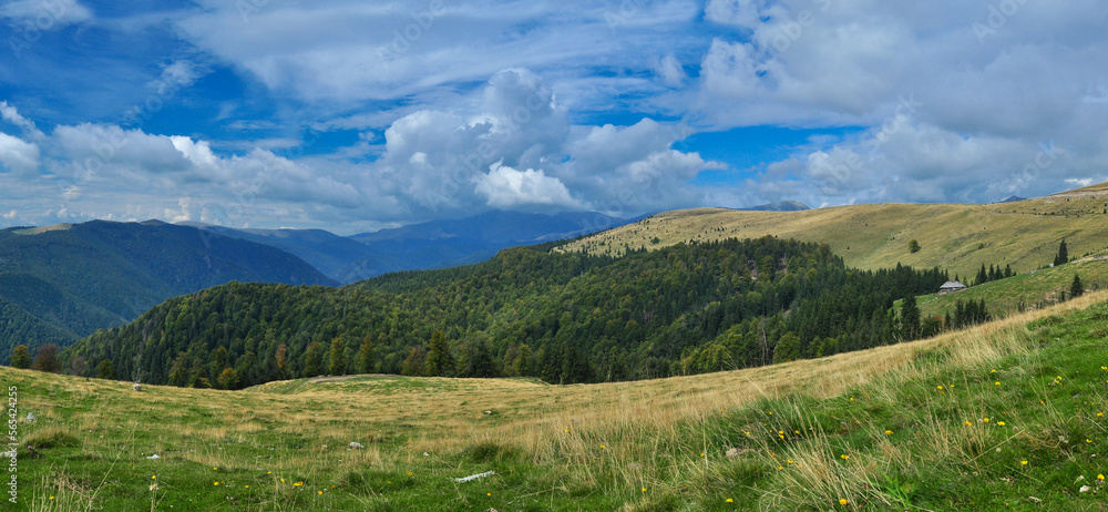 Pasture full of grass near a wild coniferous forest in Parang Mountains, Carpathia, Romania. Gilort valley winds in the background under the mountain peaks.
