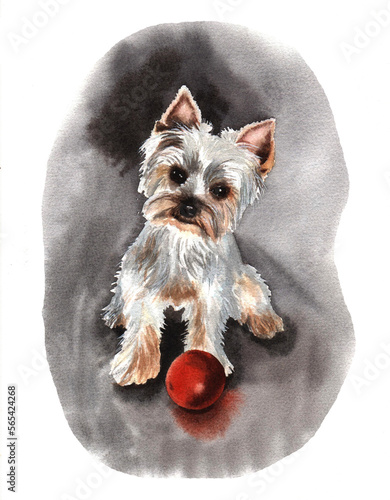 Cute little Yorkshire terrier with a red ball. Watercolor illustration of a decorative dog.