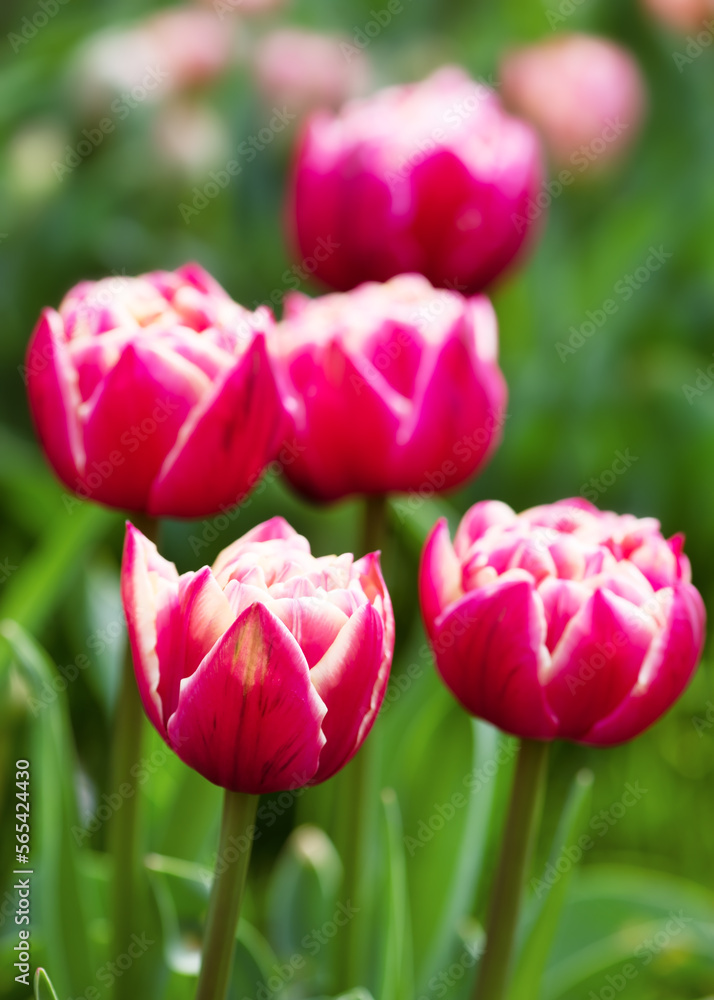 Soft focus of dark pink and white double tulips in spring flowerbed with blurred background. Gardening concept. Copy space. Soft focus of dark pink and white double tulips in spring flowerbed with blurred background. Gardening concept. Copy space.