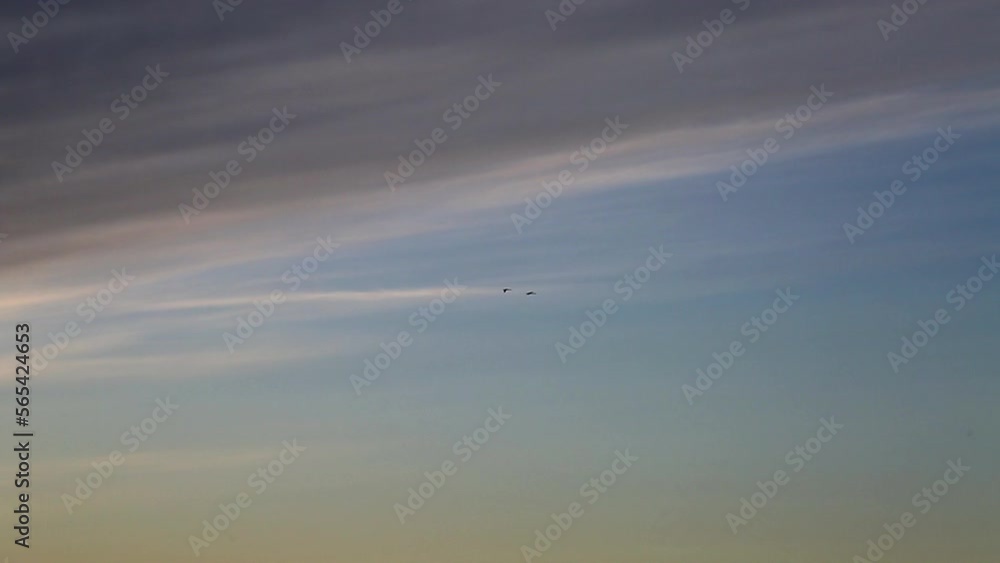 Big black cormorant flies away across sky at sunset. Watch a selection of shots from life of one big black cormorant (Phalacrocorax carbo) and her family to create a movie. Big black cormorant flies away across sky at sunset. Watch a selection of shots from life of one big black cormorant (Phalacrocorax carbo) and her family to create a movie.