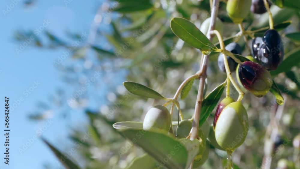 Drops of extra virgin olive oil falling down to the ground from growing green olives on tree branches, tree branches with olives harvest waving in slow motion on clear blue sky background. Dripping Drops of extra virgin olive oil falling down to the ground from growing green olives on tree branches, tree branches with olives harvest waving in slow motion on clear blue sky background. Dripping