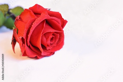 Rose - flower on a white background. Concept for Valentine s Day - Saint Valentine s Day - love.