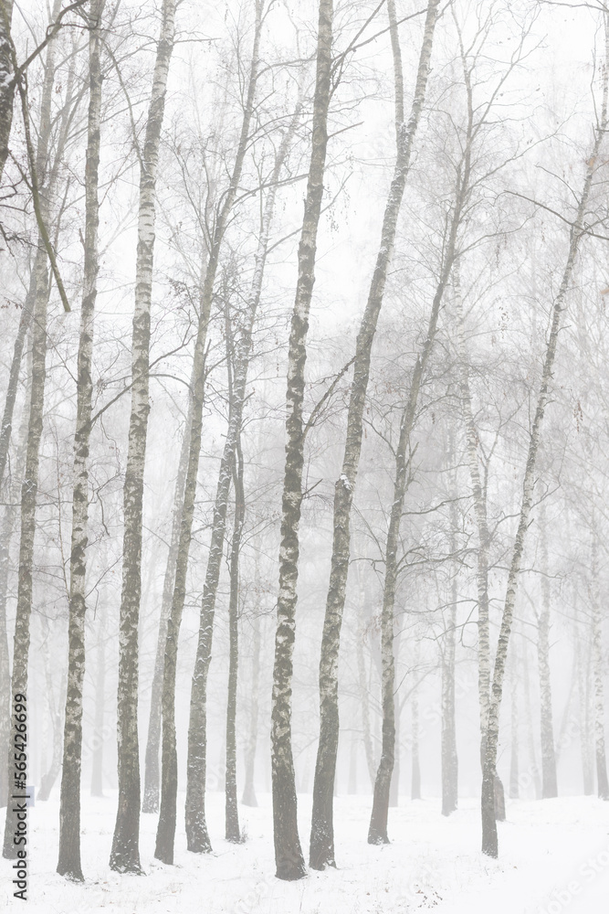 beautiful winter forest or park in the fog, beautiful fog, trees in the fog beautiful winter forest or park in the fog, beautiful fog, trees in the fog