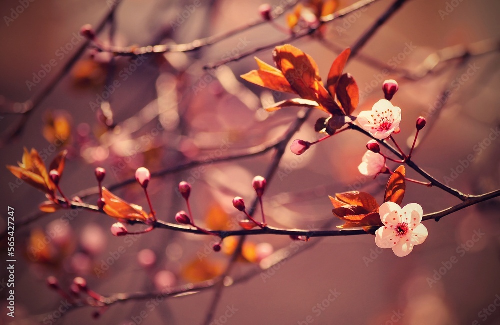 Beautiful flowering Japanese cherry - Sakura. Background with flowers on a spring day. 
