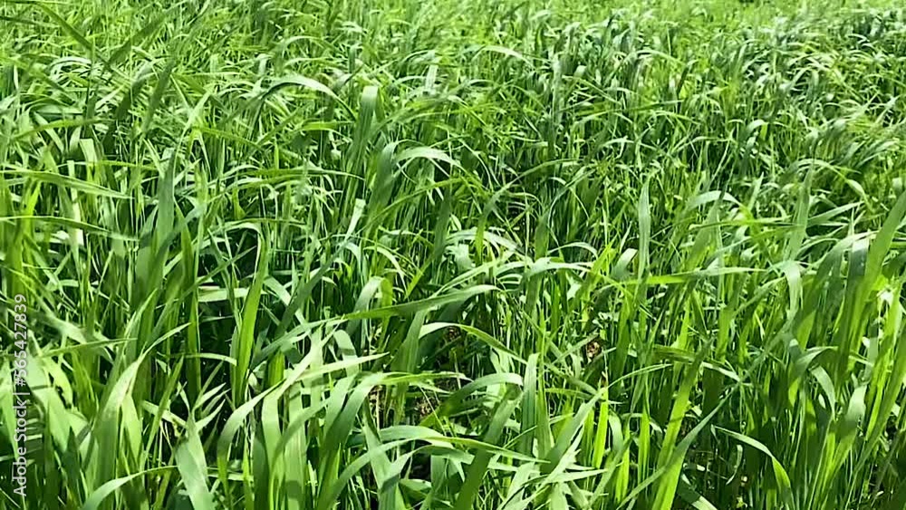 Green grass swaying in the wind in slow motion. Field of grass in perspective 