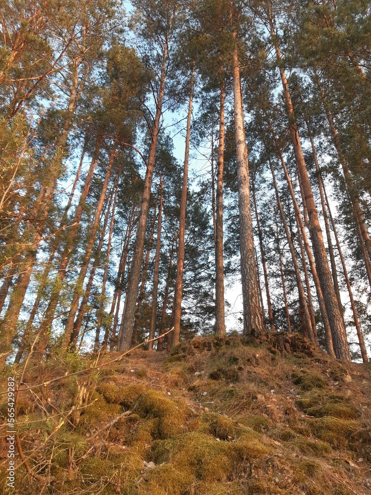 Obraz premium forest in autumn
