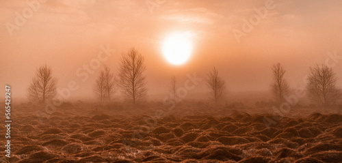 Trees in a sunrise in the fog in belgium.