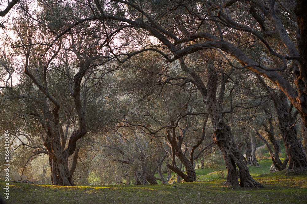 Old olive trees. Beautiful grove at sunset. nature, wallpaper, decoration