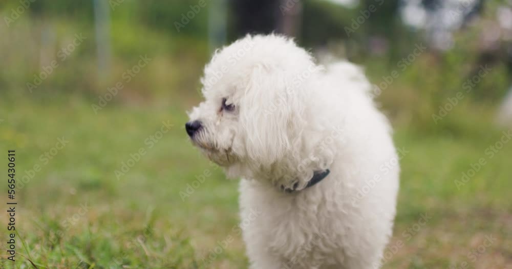 Bichon puppy in nature. Small cute dog running on a meadow. Bichon puppy in nature. Small cute dog running on a meadow.