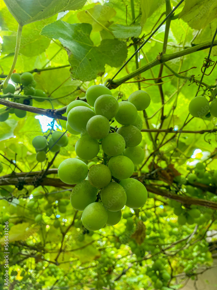 grapes on the vine grapes on the vine