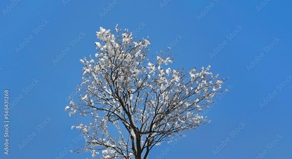 The crown of a tree with snow on the branches and a blue sky background. widescreen winter photo