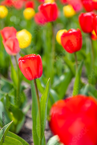 Fototapeta Naklejka Na Ścianę i Meble -  red and yellow tulips in the garden