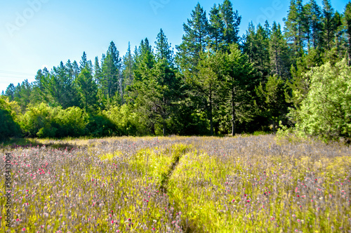 Meadows of Purple Wildflowers in Lake Tahoe  CA