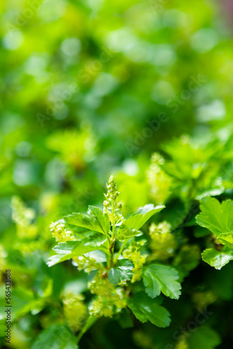 green leaves of a plant © Yumiko