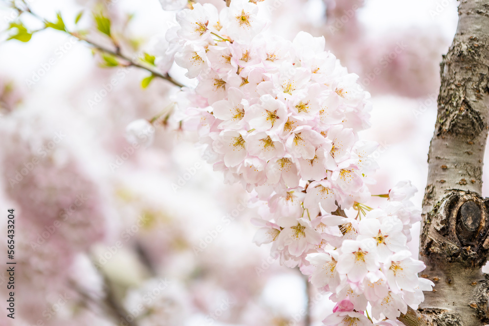 cherry blossom in spring cherry blossom in spring