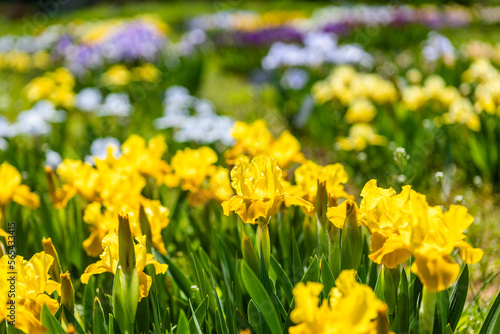 iris flowers in the garden © Yumiko