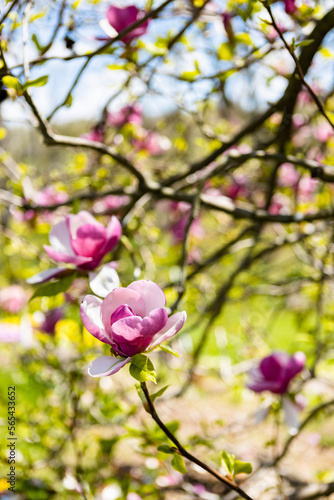 pink magnolia tree blossom in a garden