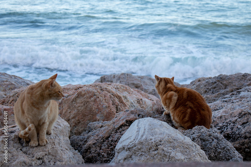 Two brown cats on some rocks by the sea
