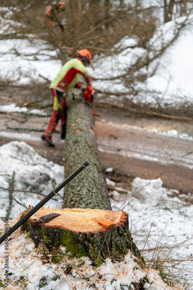 Naklejka premium A professional lumberjack cutting down a dangerous tree near a public road.