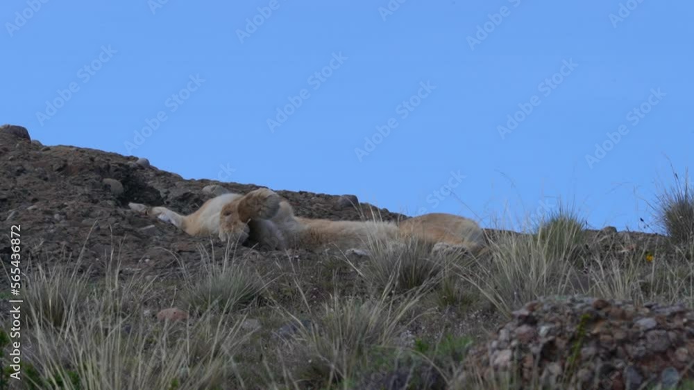 Puma, mountain lion or also cougar, lying on a mountain ridge in the torres del paine national park in Patagonia, Chile and relaxing on a sunny day with blue sky. Puma, mountain lion or also cougar, lying on a mountain ridge in the torres del paine national park in Patagonia, Chile and relaxing on a sunny day with blue sky.